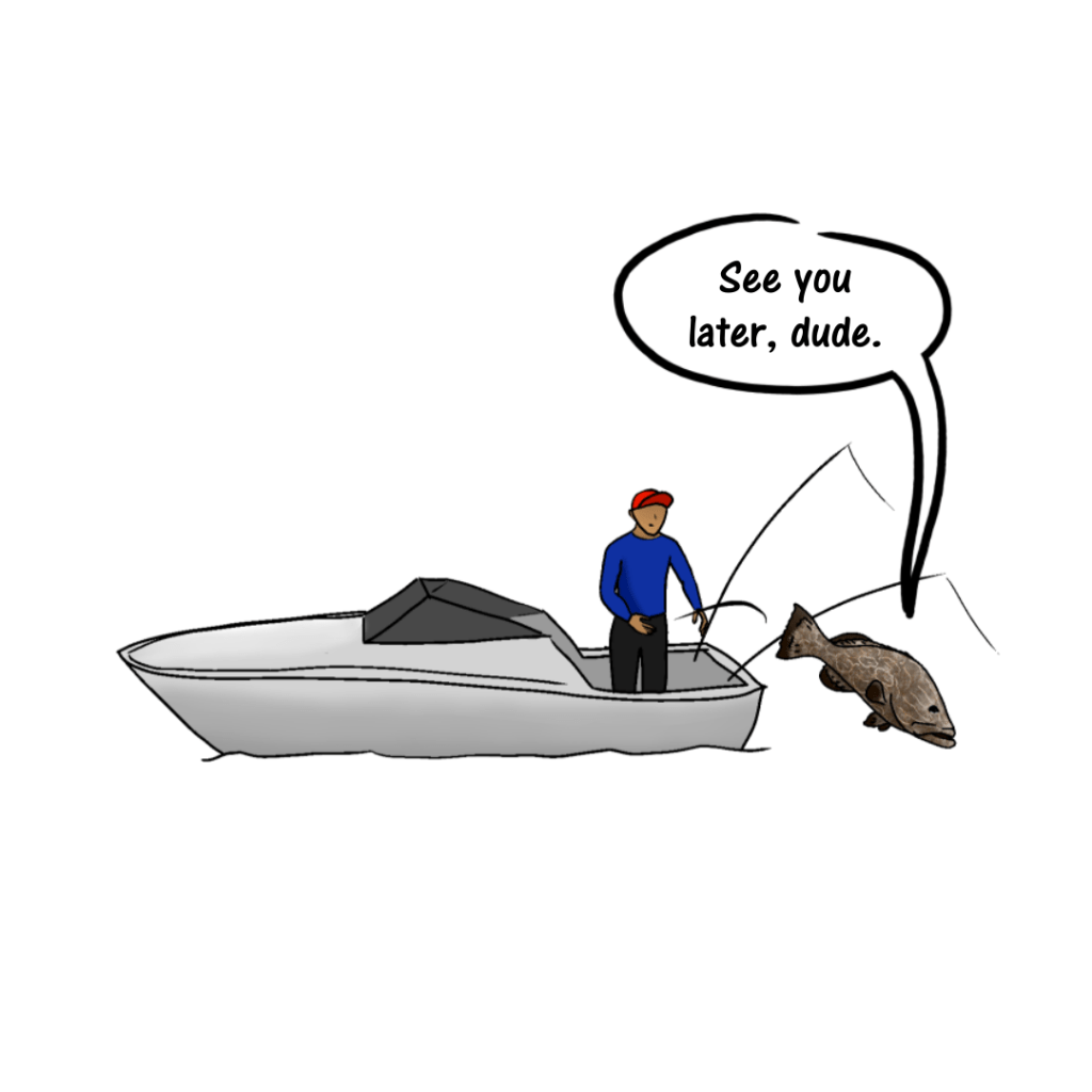 A cartoon of a fisherman standing on the back of a small boat and throwing a black grouper fish back into the ocean. the fish says "see you later, dude."