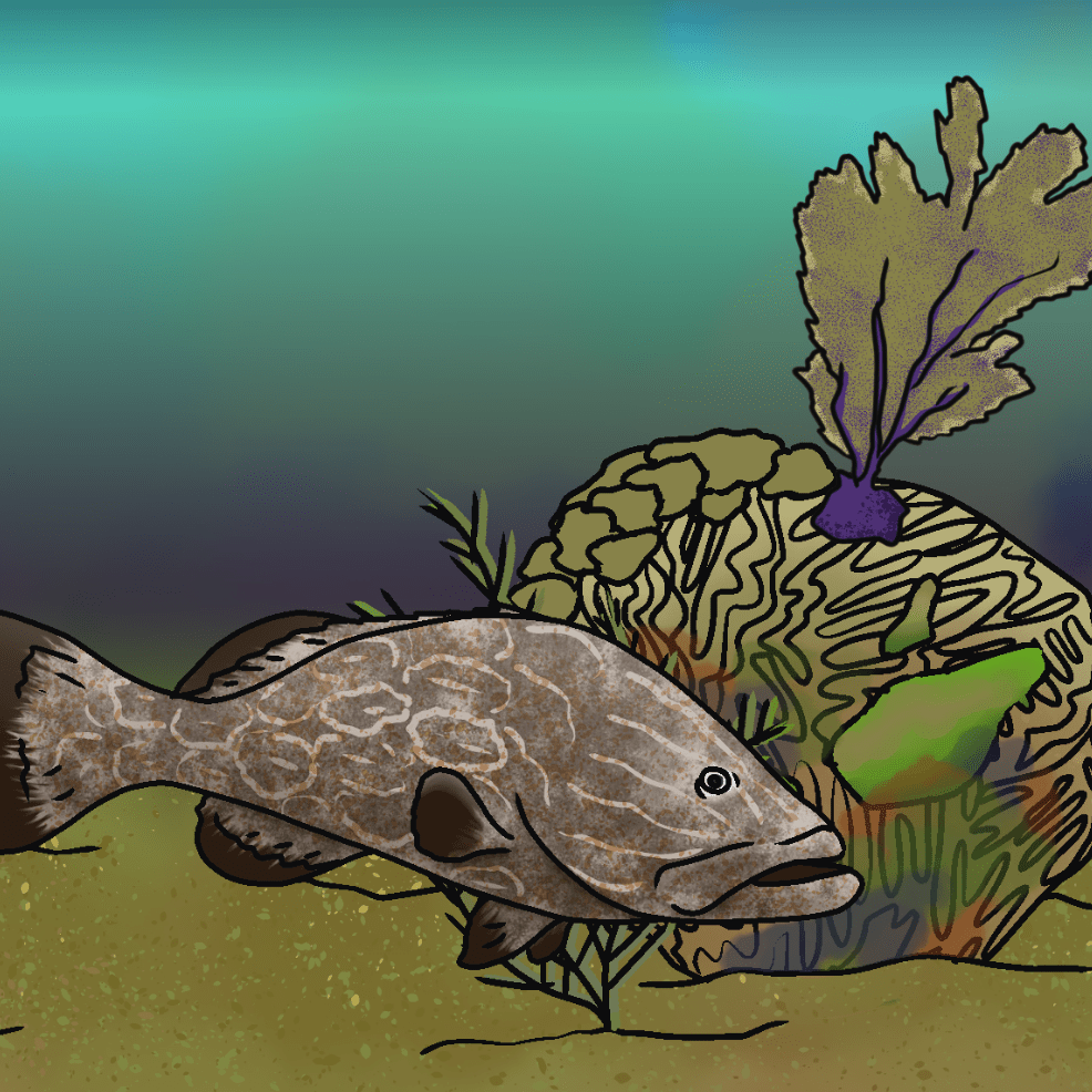 A cartoon of a black grouper fish swims next to a dead brain coral with algae growing over it.